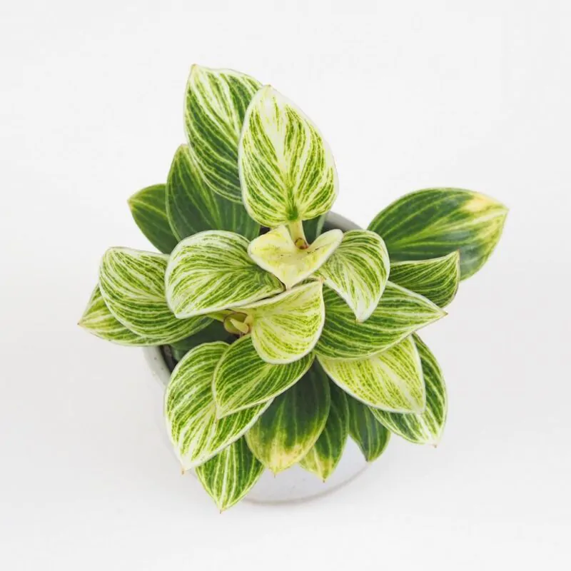 philodendron birkin maly filodendron izbova rastlina