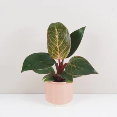 philodendron pink bikini pink birkin ruzovy izbova rastlina plantizia