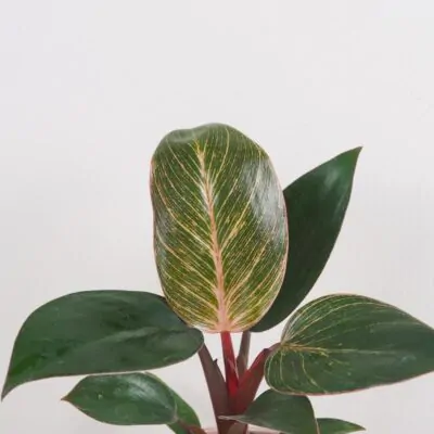 philodendron pink bikini pink birkin ruzovy izbova rastlina plantizia