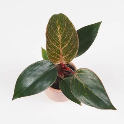 philodendron pink bikini pink birkin ruzovy izbova rastlina plantizia