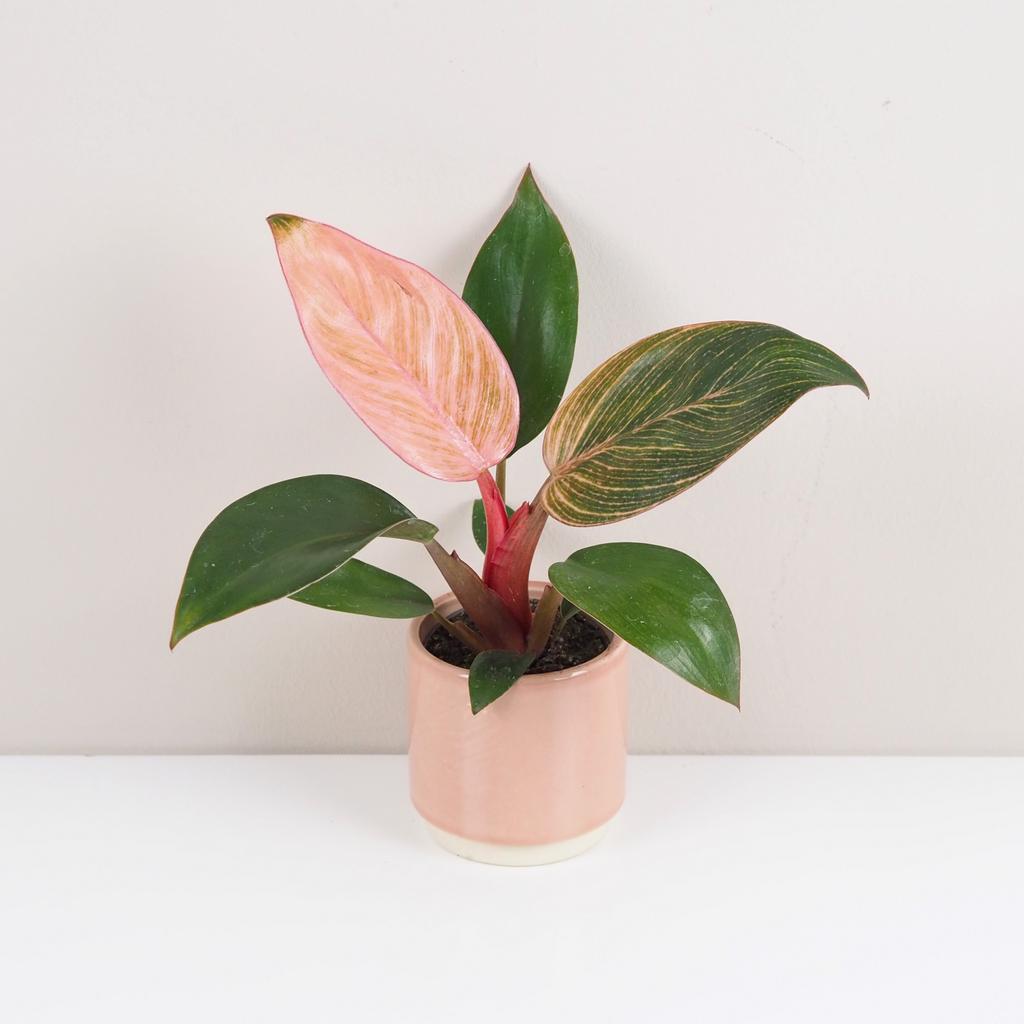 Philodendron ‘Pink Bikini’ / ‘Pink Birkin’ stredný