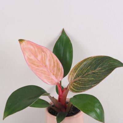 philodendron pink bikini pink birkin ruzovy izbova rastlina plantizia