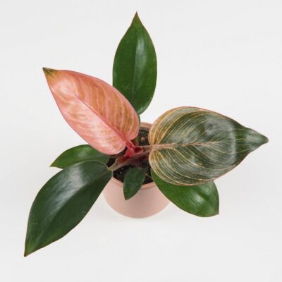 philodendron pink bikini pink birkin ruzovy izbova rastlina plantizia