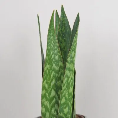 Sansevieria jamaiquina Queen svokrine jazyky plantizia izbova rastlina