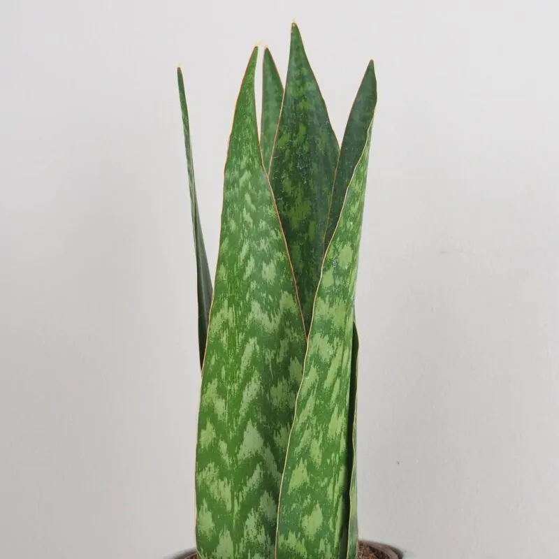 Sansevieria jamaiquina Queen svokrine jazyky plantizia izbova rastlina