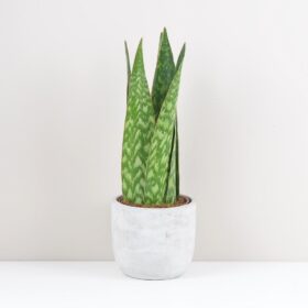 Sansevieria ‘Jamaiquina Queen’