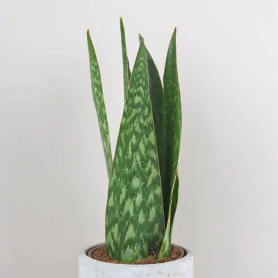 Sansevieria jamaiquina Queen svokrine jazyky plantizia izbova rastlina