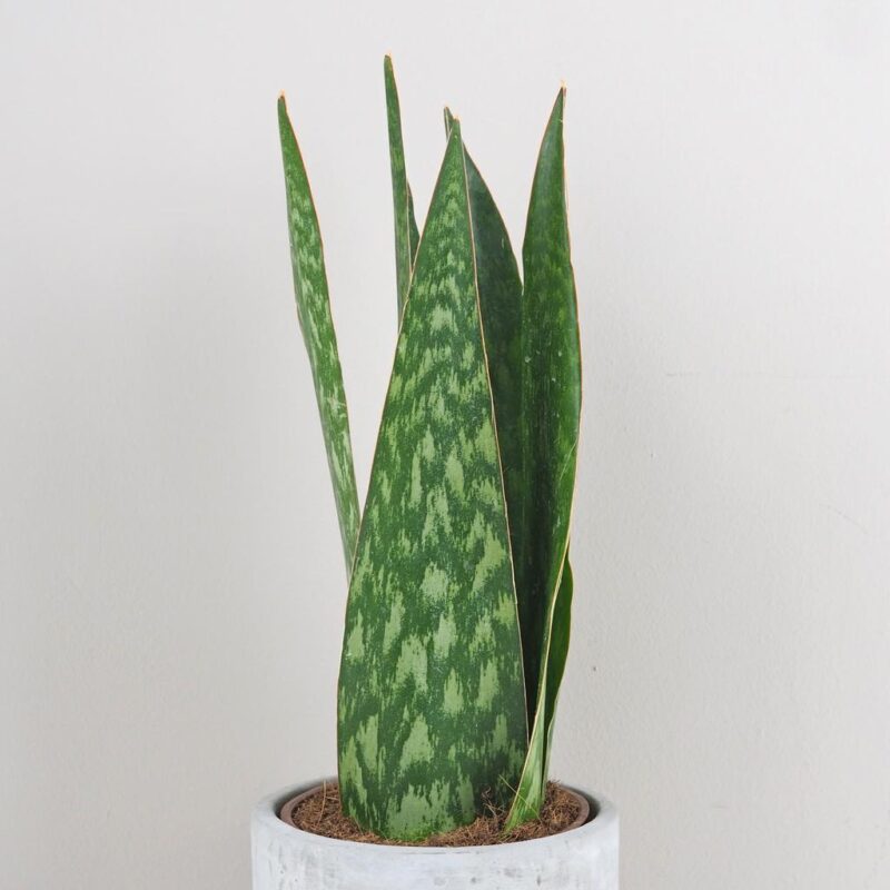 Sansevieria jamaiquina Queen svokrine jazyky plantizia izbova rastlina