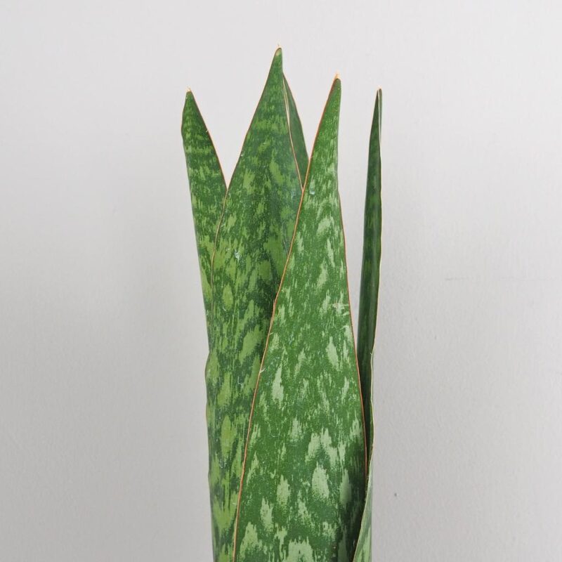 Sansevieria jamaiquina Queen svokrine jazyky plantizia izbova rastlina