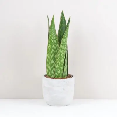Sansevieria jamaiquina Queen svokrine jazyky plantizia izbova rastlina