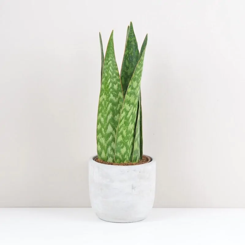 Sansevieria jamaiquina Queen svokrine jazyky plantizia izbova rastlina