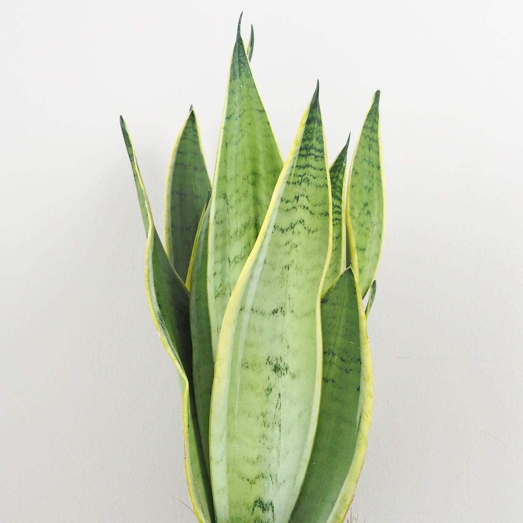 Sansevieria trifasciata ‘Snow White’ sansevieria trifasciata snow White svokrine jazyky nenarocna izbova rastlina cisti vzduch