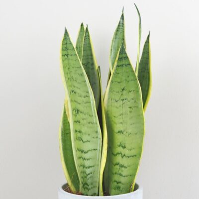 Sansevieria trifasciata ‘Snow White’ sansevieria trifasciata snow White svokrine jazyky nenarocna izbova rastlina cisti vzduch