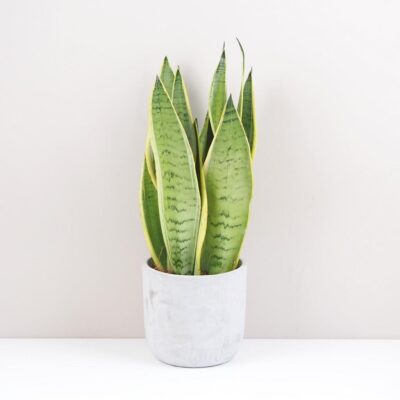 Sansevieria trifasciata ‘Snow White’ sansevieria trifasciata snow White svokrine jazyky nenarocna izbova rastlina cisti vzduch