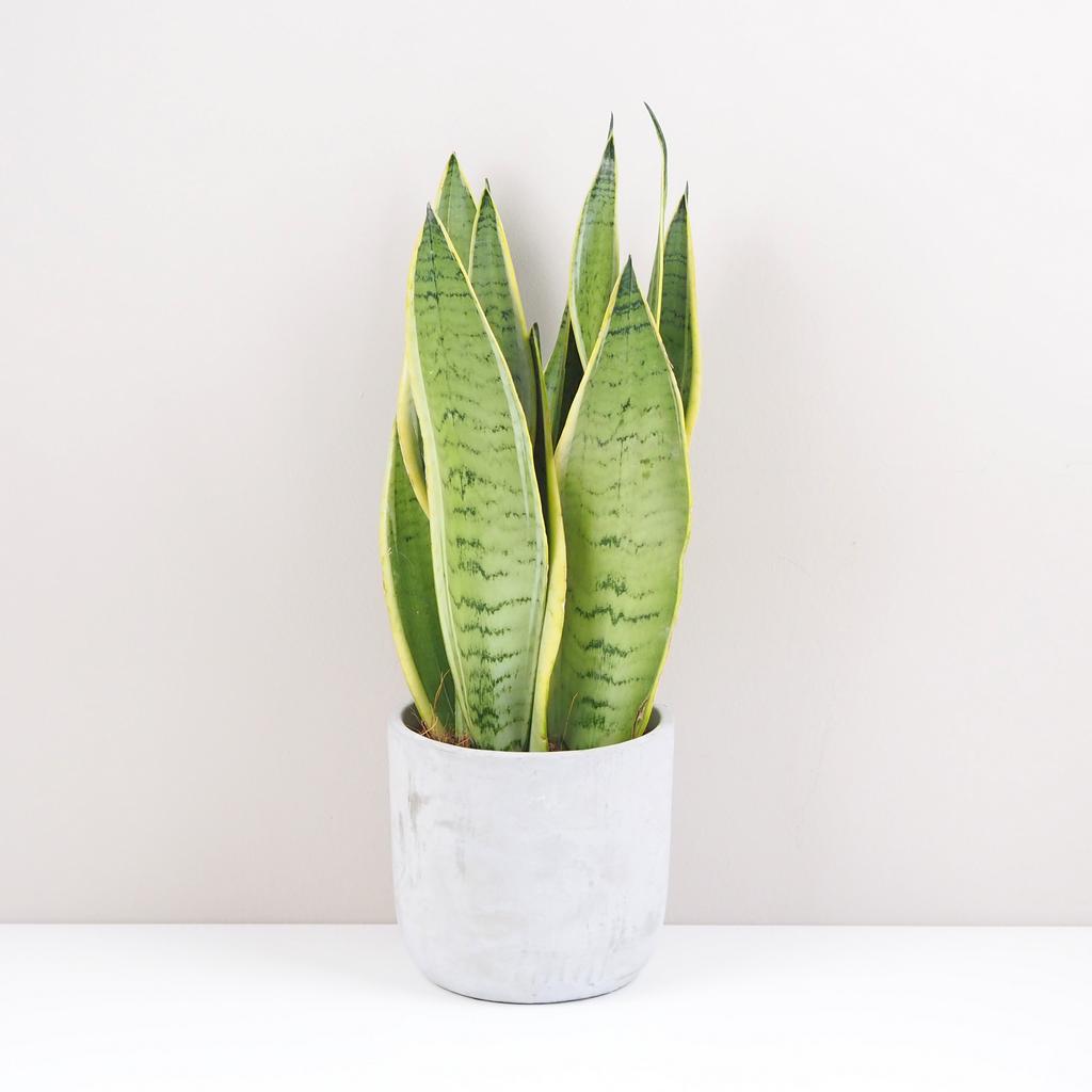 Sansevieria trifasciata ‘Snow White’ sansevieria trifasciata snow White svokrine jazyky nenarocna izbova rastlina cisti vzduch