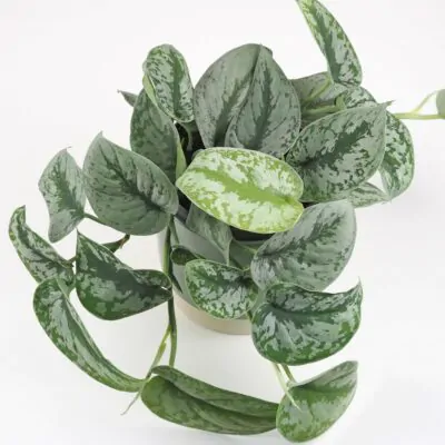Scindapsus pictus Trebie tahava nenarocna izbova rastlina