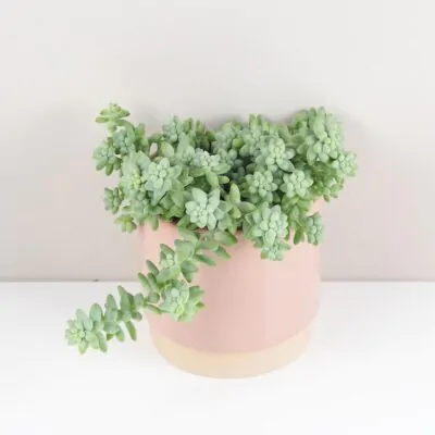 Sedum burrito sukulent izbova rastlina
