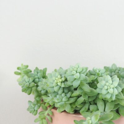 Sedum burrito Sedum burrito sukulent izbova rastlina
