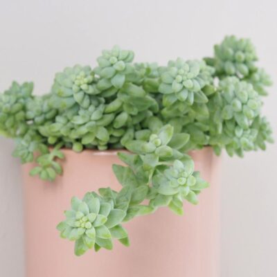 Sedum burrito Sedum burrito sukulent izbova rastlina
