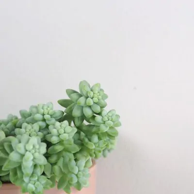 Sedum burrito Sedum burrito sukulent izbova rastlina