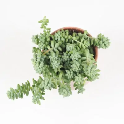 Sedum burrito sukulent izbova rastlina
