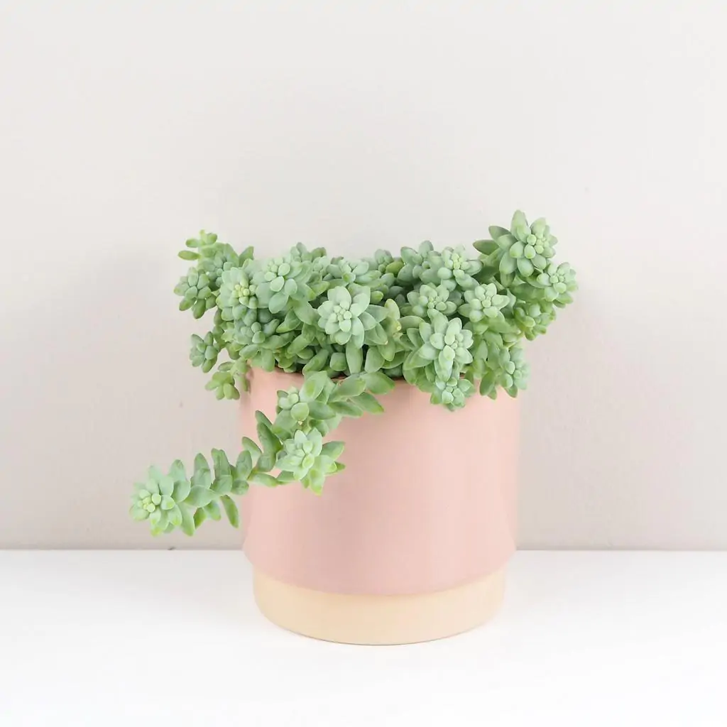 Sedum burrito