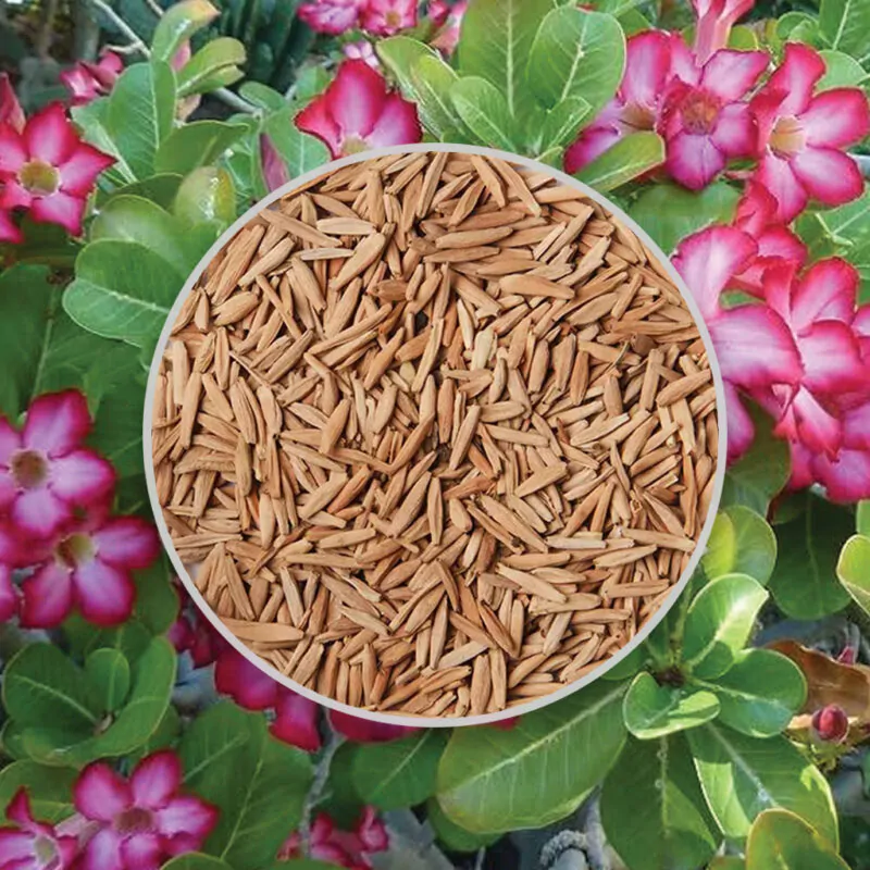 semienka adenium obesum Basic Pink zo semien sukulent poustna ruza ruzova