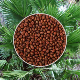 Semienka Washingtonia filifera 5 ks