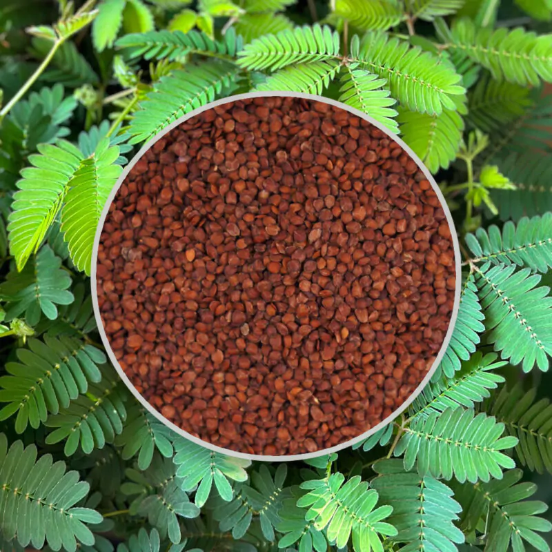 semienka citlivka mimosa pudica zo semien izbove rastliny plantizia