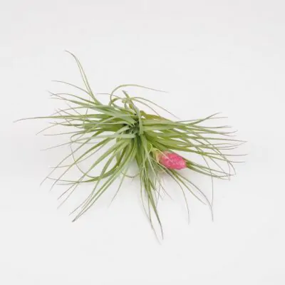 tillandsia cotton candy vzdusne rastliny izbove kvety