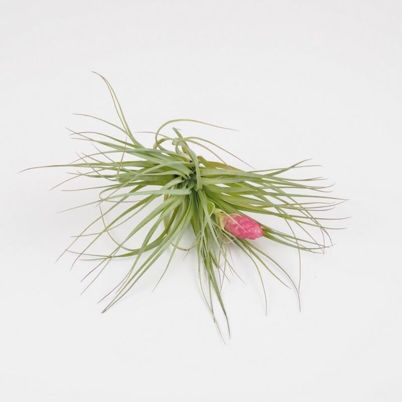 tillandsia cotton candy vzdusne rastliny izbove kvety