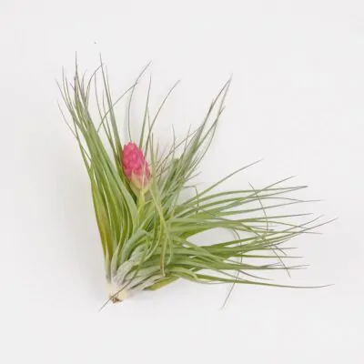 tillandsia cotton candy vzdusne rastliny izbove kvety