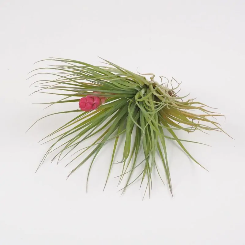 tillandsia cotton candy vzdusne rastliny izbove kvety