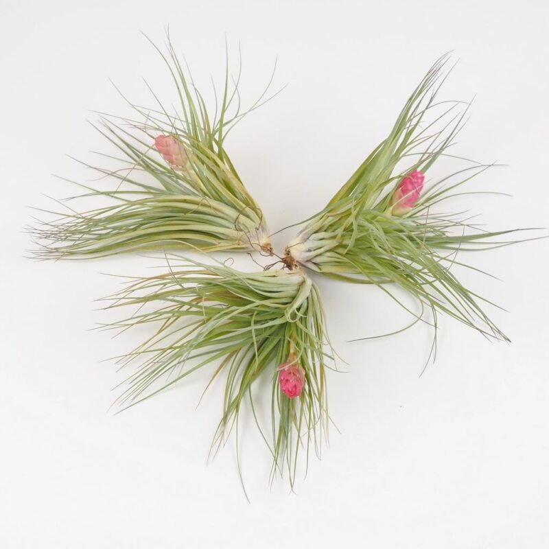 tillandsia cotton candy vzdusne rastliny izbove kvety