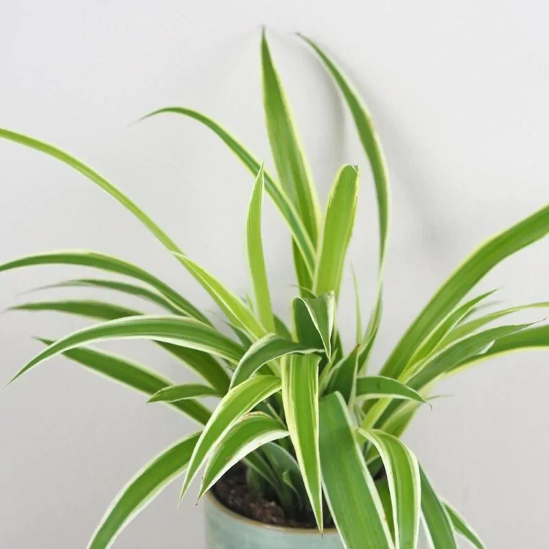zelenec chlorophytum comosum Ocean nenarocna izbova rastlina cisti vzduch