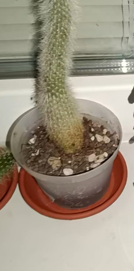 Image #1 from Phalaenopsis