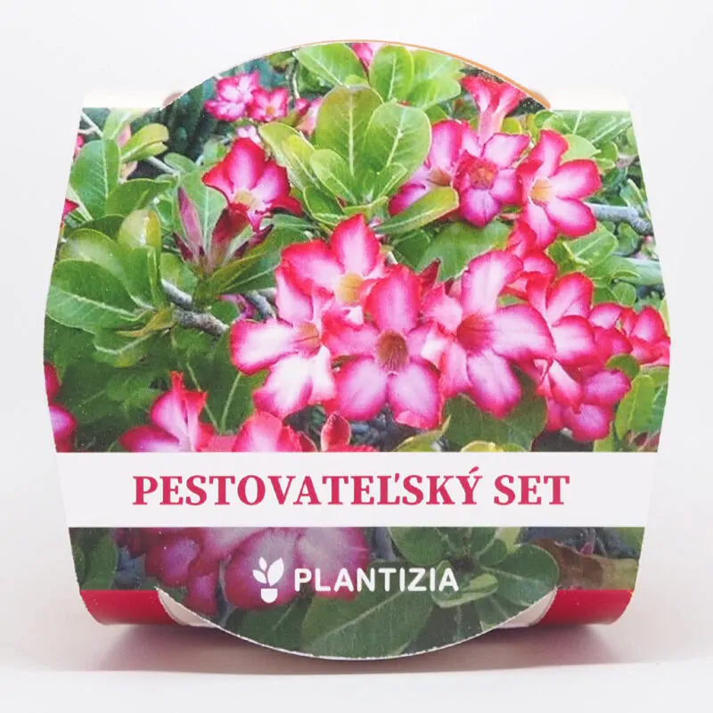 pustna ruza adenium obesum deep ruzova basic pink pestovatelsky set zo semien semienka izbovych rastlin