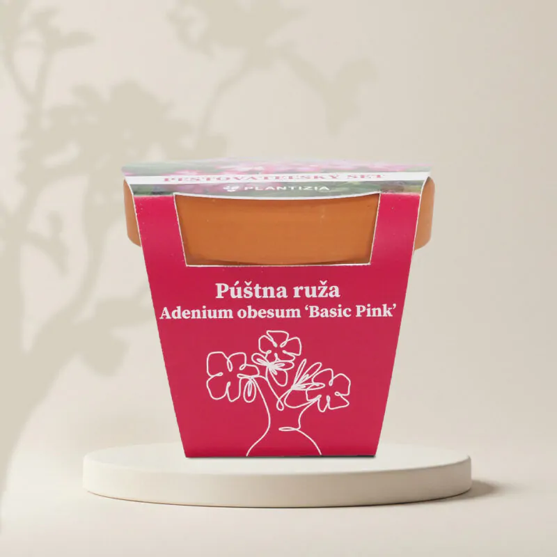 pustna ruza adenium obesum deep ruzova basic pink pestovatelsky set zo semien semienka izbovych rastlin