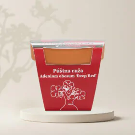Pestovateľský set Púštna ruža / Adenium obesum ‘Deep Red’