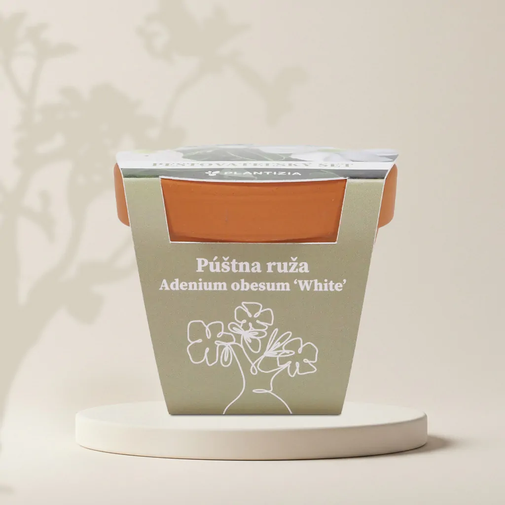 Pestovateľský set Púštna ruža / Adenium obesum ‘White’