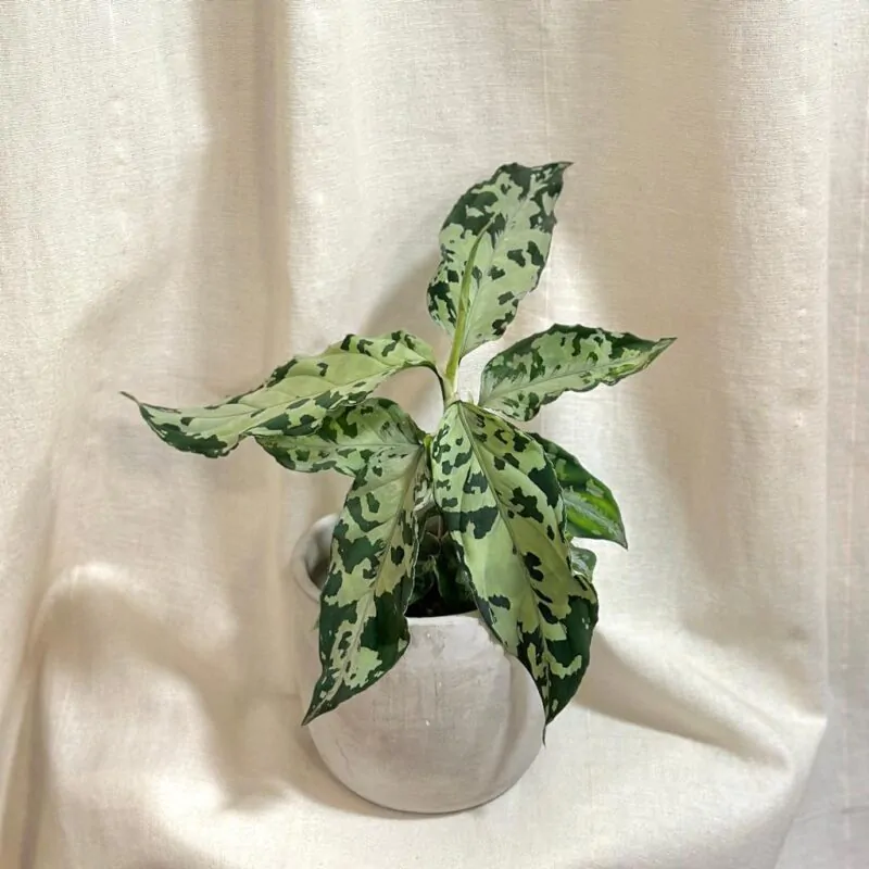 aglaonema pictum bicolor raritna izbova rastlina