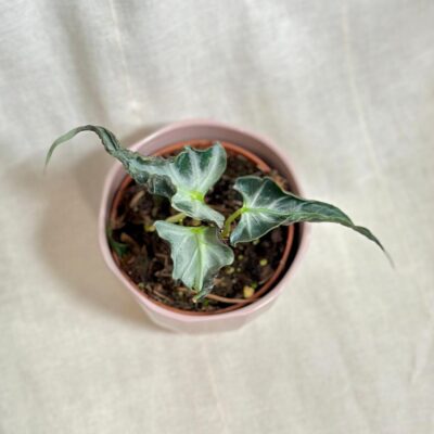 alocasia loco raritna zberatelska izbova rastlina