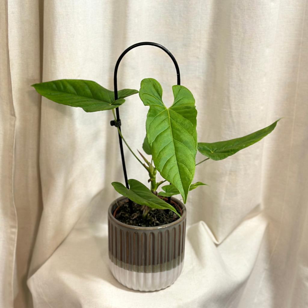 Anthurium balaoanum veľké