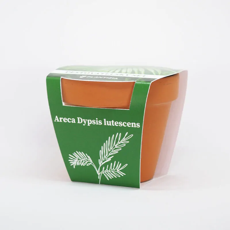 palma areca dypsis lutescens pestovatelsky set zo semien semienka izbovych rastlin