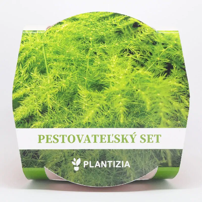 asparagus setaceus pestovatelsky set zo semien semienka izbovych rastlin