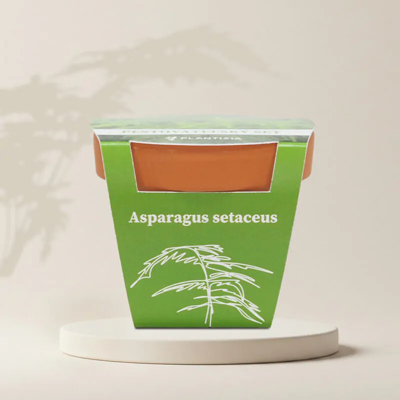 asparagus setaceus pestovatelsky set zo semien semienka izbovych rastlin