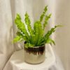 asplenium nidus crispy wave paprad