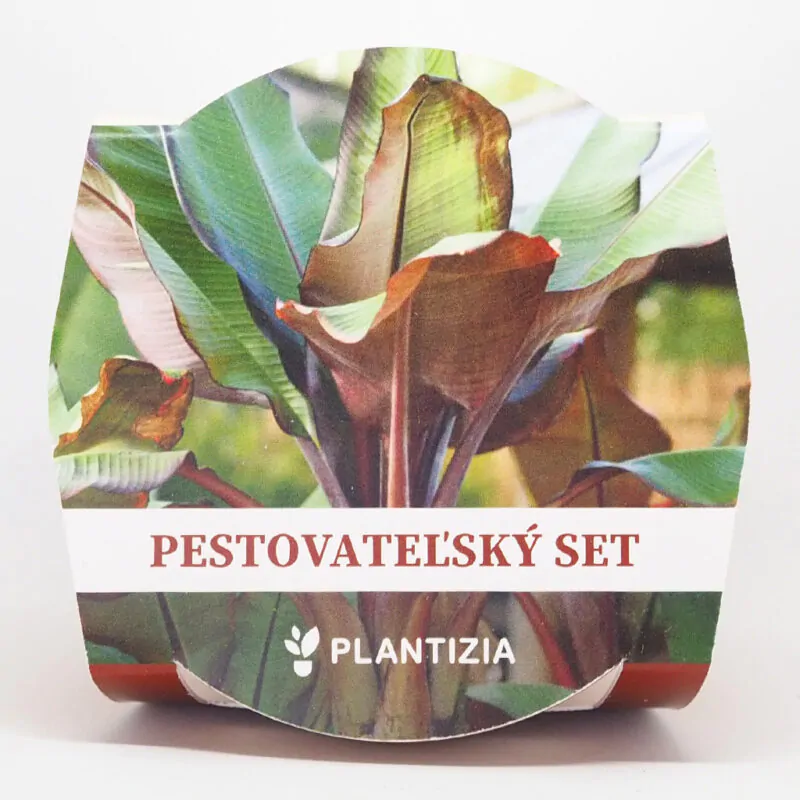 musa ensete bananovnik cerveny pestovatelsky set zo semien semienka izbovych rastlin