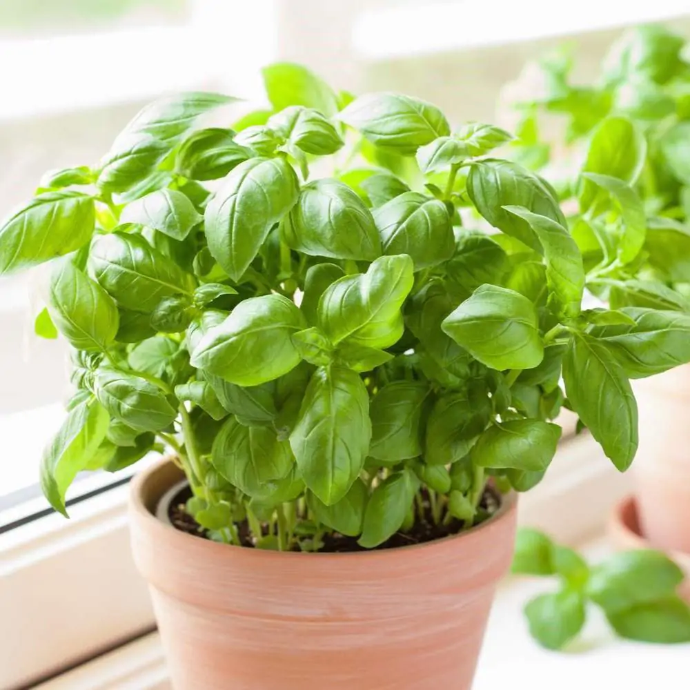 Semienka BIO Bazalka pravá 0,6 g bazalka prava bio talianska semienka semena