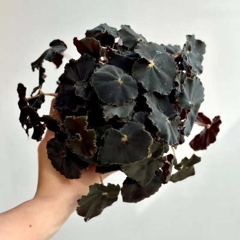 begonia rex Dark Mambo modra